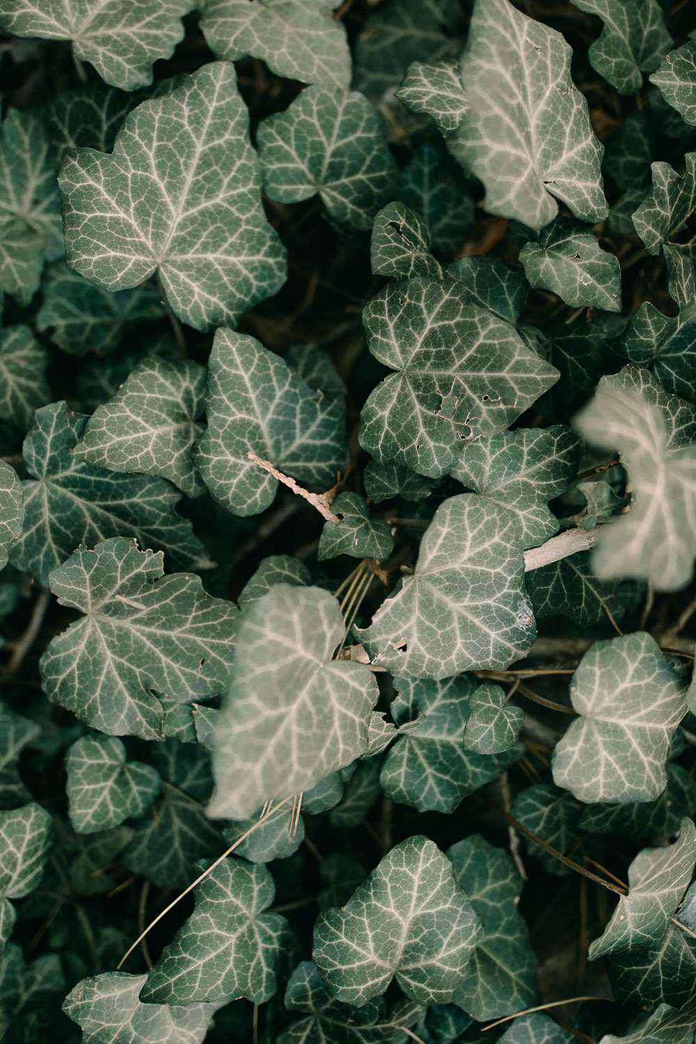 Anton darius 1QVdgPQVxGc unsplash